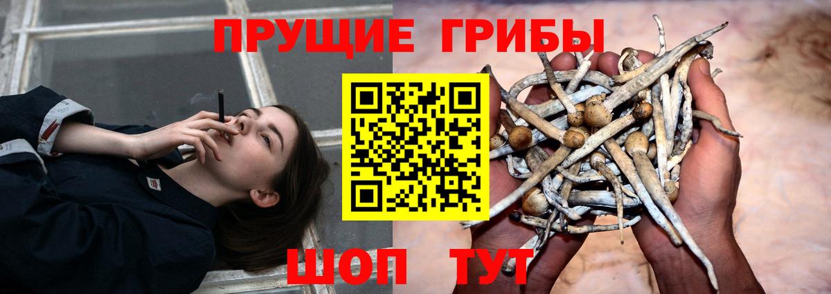 Псилоцибиновые грибы прущие грибы Пугачёв